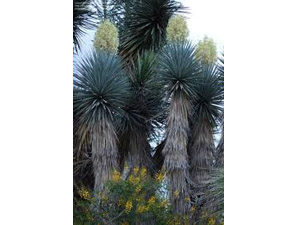Vivers Càrex - Yucca rigida